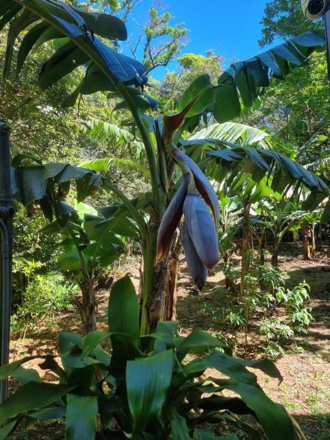 Calathea Lodge Monteverde Zewnętrze zdjęcie